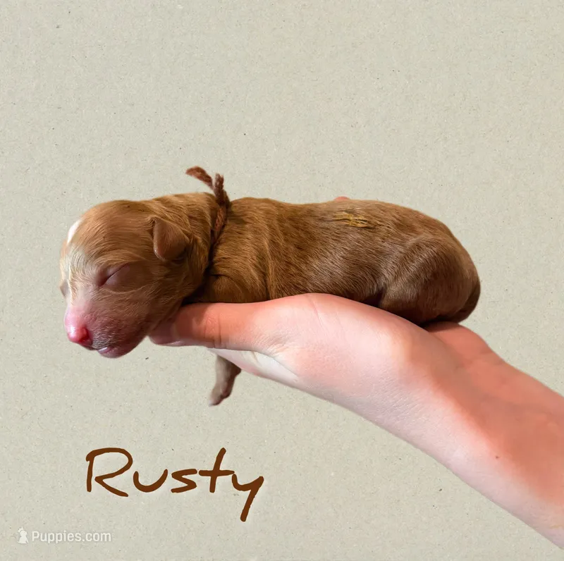 🔥 Rusty 🔥 – Labradoodle puppy for sale in North Pole, AK