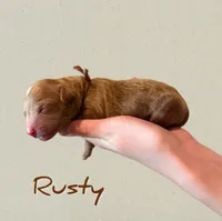 🔥 Rusty 🔥, a male Labradoodle for sale in North Pole, AK – Photo 3 of 6