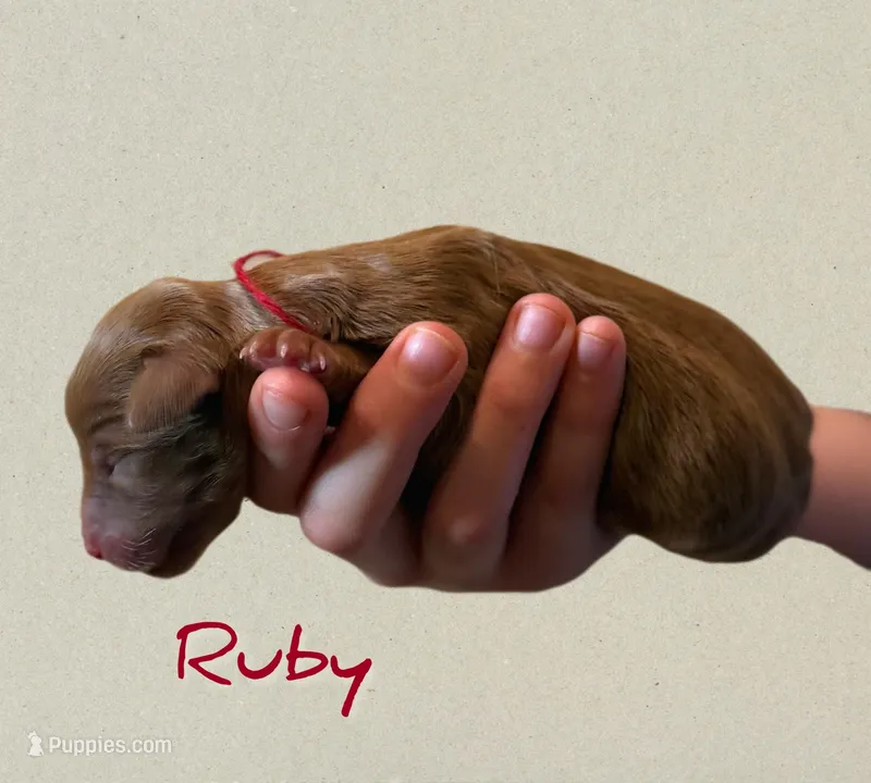 💎 Ruby 💎 – Labradoodle puppy for sale in North Pole, AK