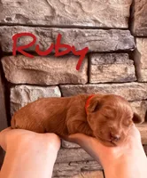 💎 Ruby 💎, a female Labradoodle for sale in North Pole, AK – Photo 2 of 6