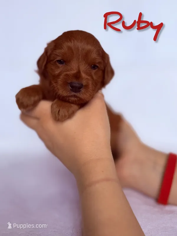 💎 Ruby 💎 – Labradoodle puppy for sale in North Pole, AK
