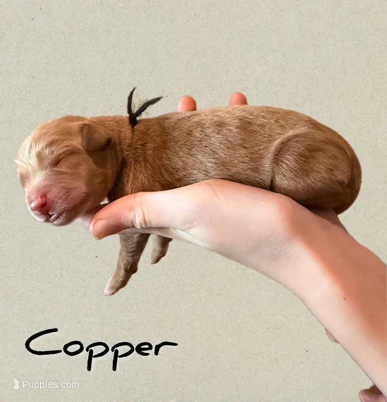 🔴Copper🔴 – Labradoodle puppy for sale in North Pole, AK