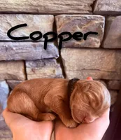 🔴Copper🔴, a male Labradoodle for sale in North Pole, AK – Photo 2 of 6