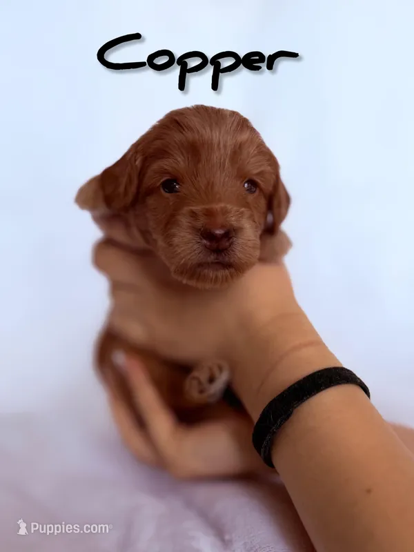 🔴Copper🔴 – Labradoodle puppy for sale in North Pole, AK