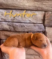 🌟 Hunter🌟, a male Labradoodle for sale in North Pole, AK – Photo 2 of 6