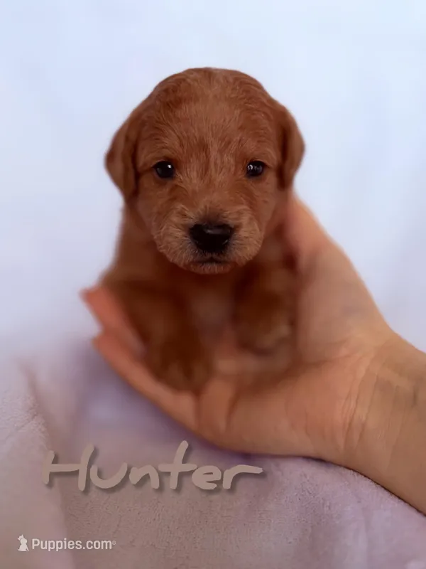 🌟 Hunter🌟, a male Labradoodle for sale in North Pole, AK – Photo 1 of 6