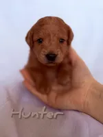 🌟 Hunter🌟, a male Labradoodle for sale in North Pole, AK – Photo 1 of 6