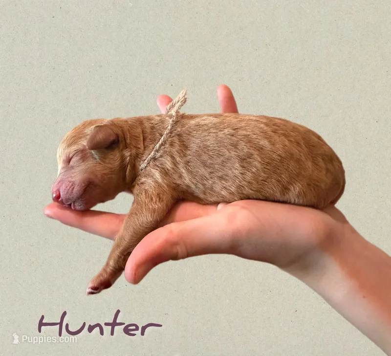 🌟 Hunter🌟 – Labradoodle puppy for sale in North Pole, AK