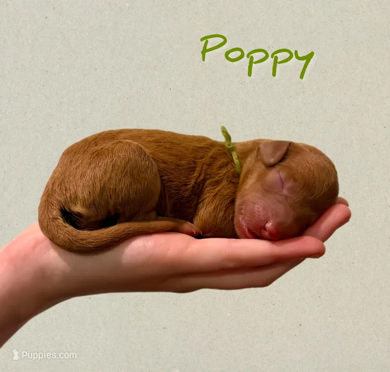 🌸 Poppy 🌸 – Labradoodle puppy for sale in North Pole, AK