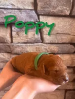 🌸 Poppy 🌸, a female Labradoodle for sale in North Pole, AK – Photo 2 of 6