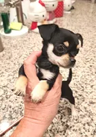 Ms Pee Wee, a female Chihuahua for sale in Calimesa, CA – Photo 1 of 2