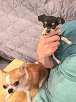 Ms Pee Wee, a female Chihuahua for sale in Calimesa, CA – Photo 2 of 2