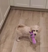 Ms Coco, a  Maltipoo for sale in Calimesa, CA – Photo 3 of 4