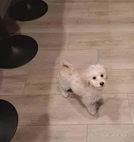 Ms Coco, a  Maltipoo for sale in Calimesa, CA – Photo 4 of 4