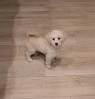 Ms Coco, a  Maltipoo for sale in Calimesa, CA – Photo 2 of 4