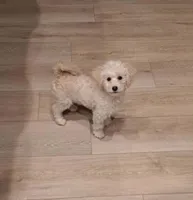 Ms Coco, a female Maltipoo for sale in Calimesa, CA – Photo 3 of 6