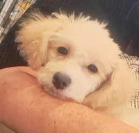 Ms Coco, a female Maltipoo for sale in Calimesa, CA – Photo 1 of 6