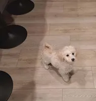 Ms Coco, a female Maltipoo for sale in Calimesa, CA – Photo 2 of 6