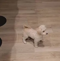 Ms Coco, a female Maltipoo for sale in Calimesa, CA – Photo 6 of 6