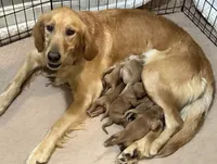AKC male, Green boy, a male Golden Retriever for sale in Hearne, TX – 4 of 5