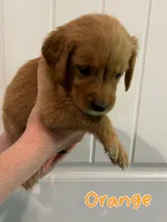 Orange , a female Golden Retriever for sale in Hearne, TX – 1 of 5