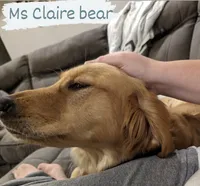 Yellow , a female Golden Retriever for sale in Hearne, TX – 3 of 5
