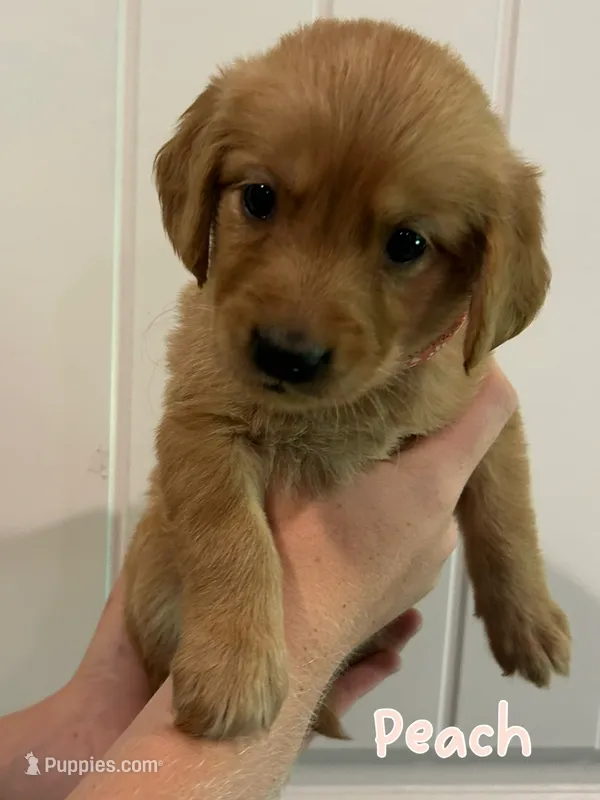 Peach – Golden Retriever puppy for sale in Hearne, TX
