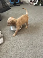AKC male, Green boy, a male Golden Retriever for sale in Hearne, TX – 2 of 5
