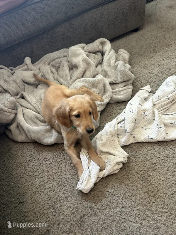 AKC male, Green boy – Golden Retriever puppy for sale in Hearne, TX