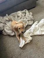 AKC male, Green boy, a male Golden Retriever for sale in Hearne, TX – 1 of 5