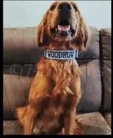 Yellow , a female Golden Retriever for sale in Hearne, TX – 4 of 5