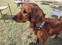 AKC male, Green boy, a male Golden Retriever for sale in Hearne, TX – 5 of 5