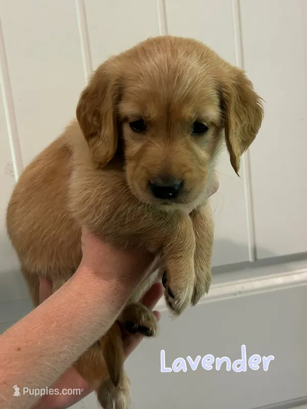 Lavender  – Golden Retriever puppy for sale in Hearne, TX