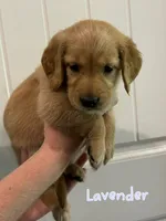 Lavender , a female Golden Retriever for sale in Hearne, TX – 1 of 5