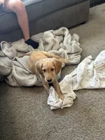 AKC male, Green boy, a male Golden Retriever for sale in Hearne, TX – 3 of 5