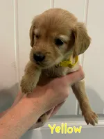 Yellow , a female Golden Retriever for sale in Hearne, TX – 1 of 5