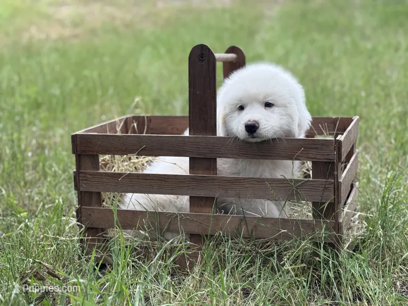 Alpha – Great Pyrenees puppy for sale in Waxahachie, TX
