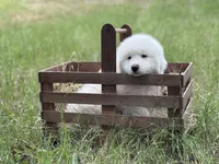 Alpha, a male Great Pyrenees for sale in Waxahachie, TX – 1 of 9