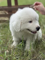 Echo, a male Great Pyrenees for sale in Waxahachie, TX – 4 of 9