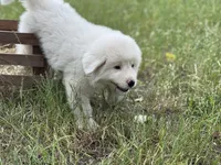 Mike, a male Great Pyrenees for sale in Waxahachie, TX – 3 of 9