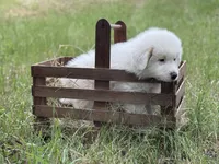 Alpha, a male Great Pyrenees for sale in Waxahachie, TX – 3 of 9