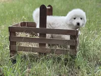 Charlie, a male Great Pyrenees for sale in Waxahachie, TX – 5 of 9