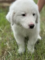 Delta, a female Great Pyrenees for sale in Waxahachie, TX – 6 of 8
