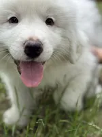 Alpha, a male Great Pyrenees for sale in Waxahachie, TX – 7 of 9