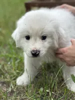 Bravo, a male Great Pyrenees for sale in Waxahachie, TX – 7 of 10