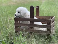 Kilo, a male Great Pyrenees for sale in Waxahachie, TX – 3 of 10