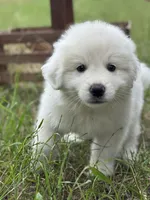 Tango, a male Great Pyrenees for sale in Waxahachie, TX – 2 of 9