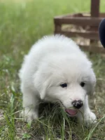 Kilo, a male Great Pyrenees for sale in Waxahachie, TX – 9 of 10