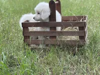 Mike, a male Great Pyrenees for sale in Waxahachie, TX – 5 of 9