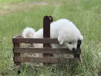 Tango, a male Great Pyrenees for sale in Waxahachie, TX – 6 of 9